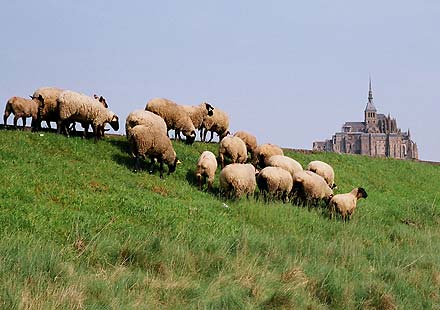 St. Michelle Sheep, 35mm film, 2006